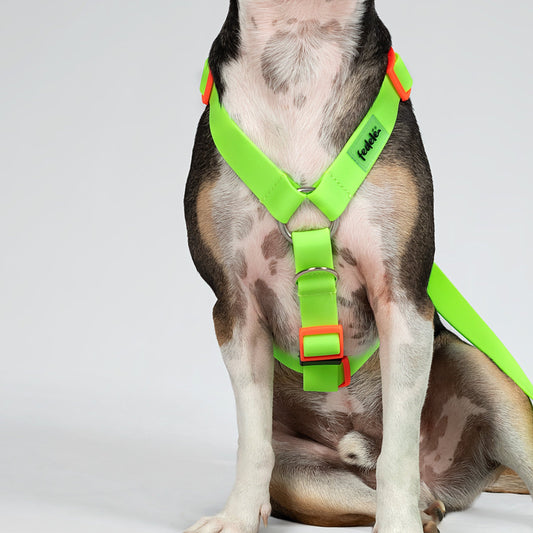 COMBO PAW PROOF VERDE LIMON