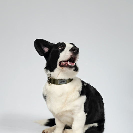 COLLAR BASIC MILITAR - BEIGE