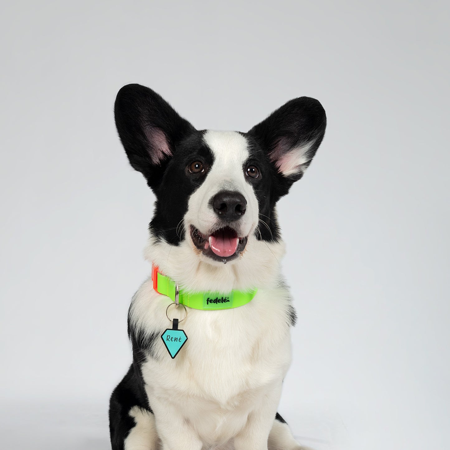 COMBO PAW PROOF VERDE LIMON