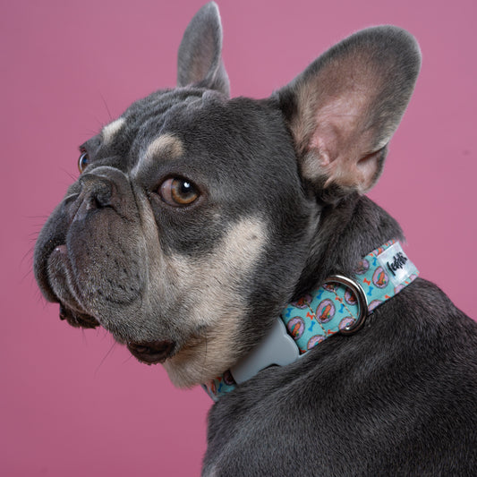 COLLAR SALCHIDOGS