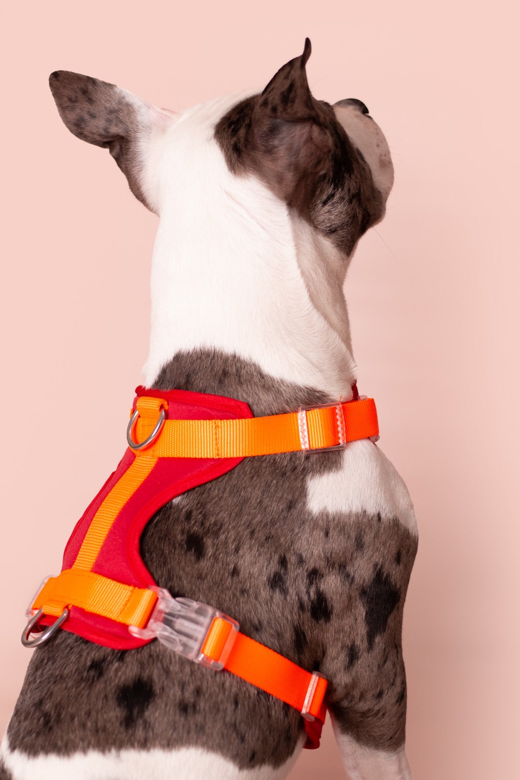 PECHERA ROJA - NARANJA