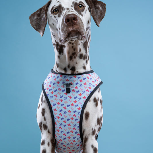 PECHERA DOG BALLON