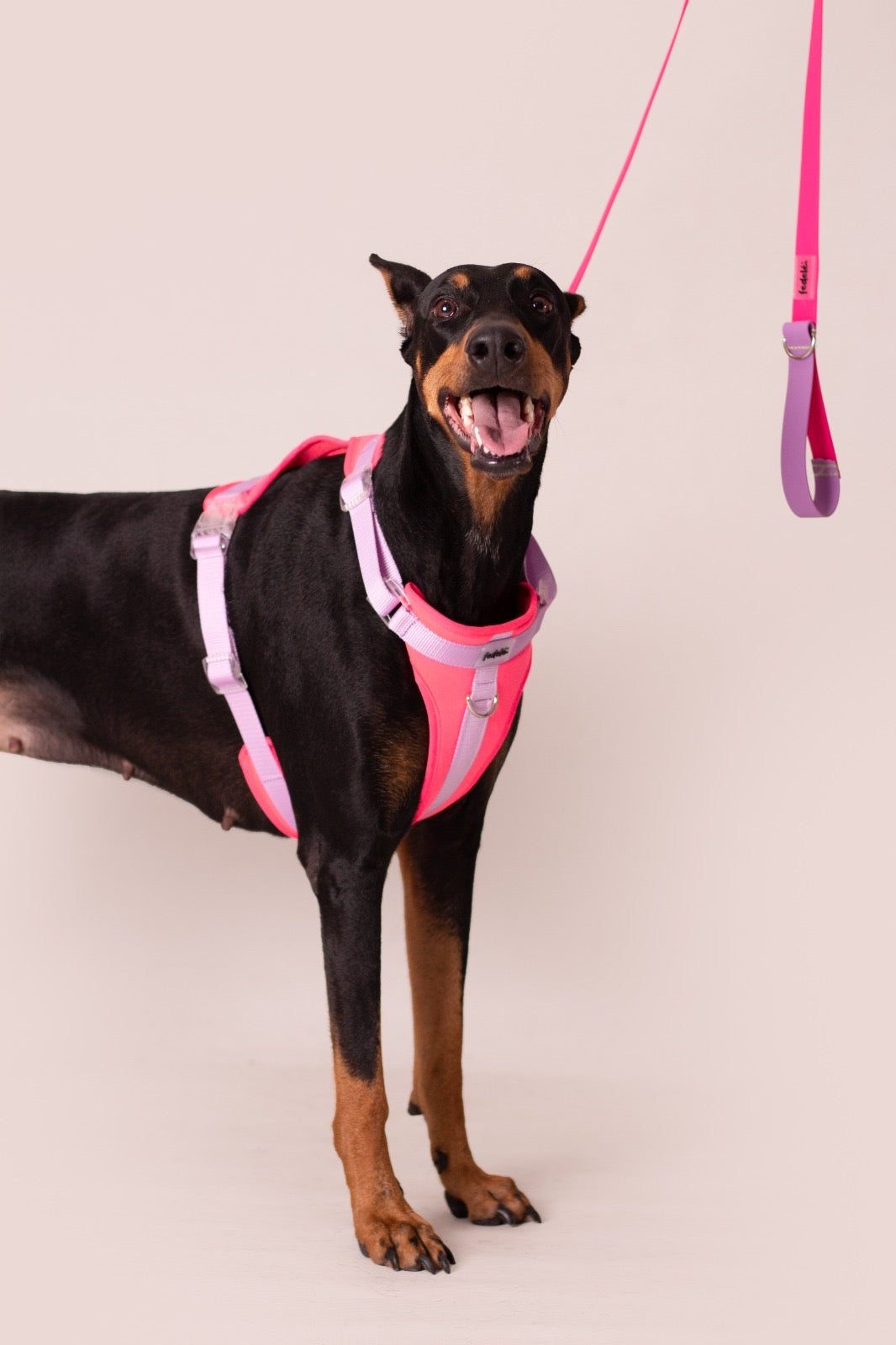 PECHERA FUCSIA - LILA