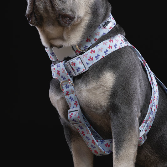 ARNES DOG BOLLAN